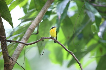 Yellow-rumped Flycatcher (Ficedula zanthopygia) male in Malaysia