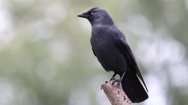 Short clip of a crow sat on fence post before flying away to a dramatic blur