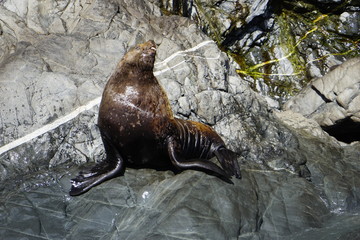Sea lions colony in Alaska