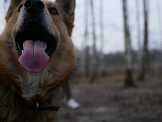 Fototapeta premium Polonne / Ukraine - 3 March 2019: big dog with an elongated tongue close-up