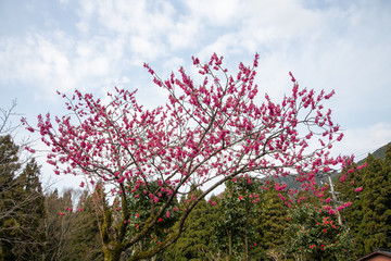 鮮やかな深紅の花弁　カンヒザクラ
