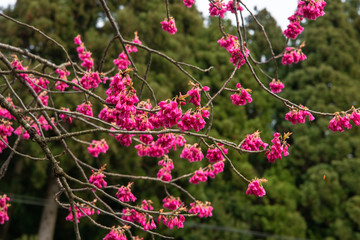 鮮やかな深紅の花弁　カンヒザクラ