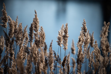 Fototapeta premium Plants