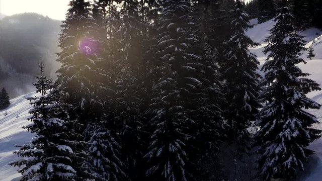 Rising above some firs covered in snow on a sunny winters day in the alps. An idyllic and romatic winter holiday scene.