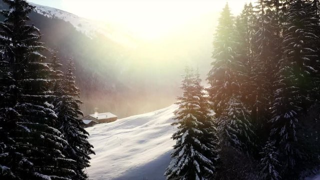 A group of fir trees in a winter scenery in the Austrain alps. The trees are covered in snow. In the distance is a small hut.