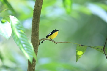 Yellow-rumped Flycatcher (Ficedula zanthopygia) male in Malaysia