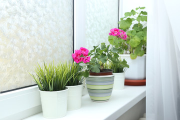 Houseplant in a pot on the window. Flowering indoor plants.