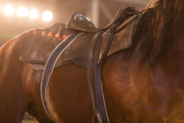 Close up of a harness of a red stallion. A saddle, reins from skin of a classical style. The horse...