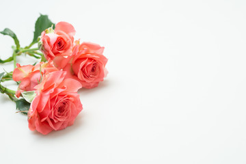 満開の赤いバラ