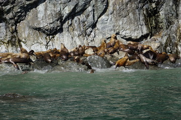 Sea lions colony in Alaska