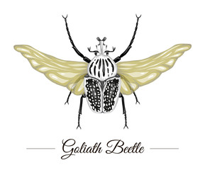 Vector hand drawn colored tropical goliath beetle with wings isolated on white background. Tropic themed logotype for natural design. Exotic insect illustration