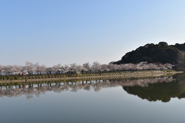 桜並木