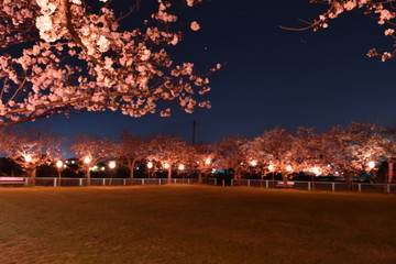 夜桜
