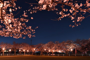 夜桜