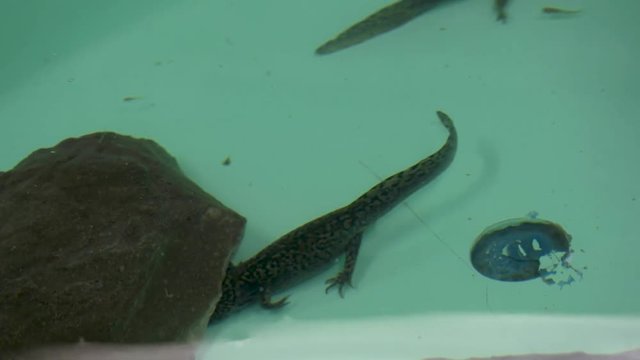 Axolotl swimming in water tank