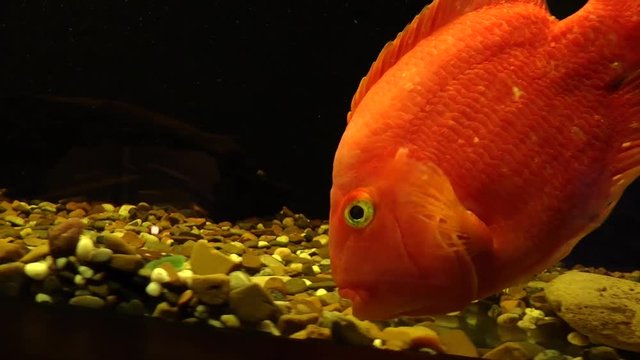 The Indian peBlood parrot cichlid.