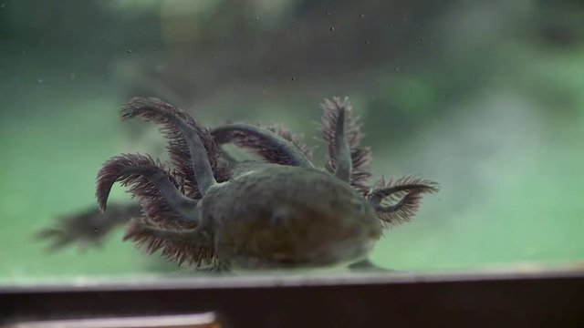 Axolotl swimming in water tank