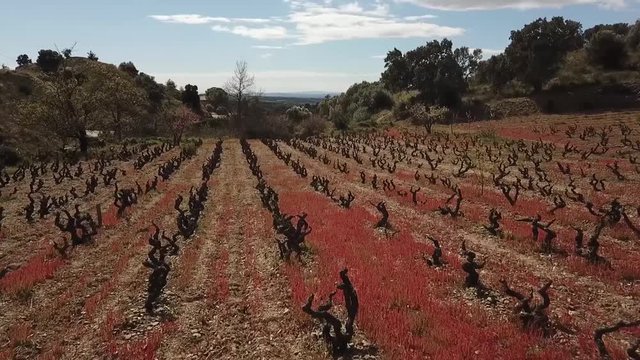 wine growing in girona spain near the town of Rabos, hilly, reddish colors, view of drone
