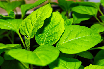 Seedlings of eggplant on the windowsill. Plant close-up. Macro photography of plants.