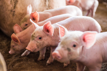 Little piglet in organic rural farm © themorningglory
