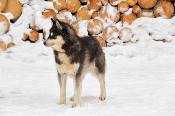 Obraz premium Husky dog in winter