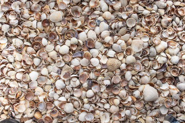 Seashells as background, sea shells collection
