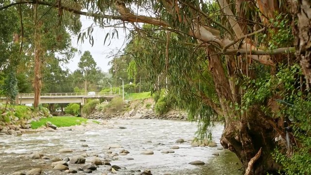 Bridge And River In Cuenca Ecuador. Reveal Shot Going Right To Left From Behind A Tree Trunk To Reveal The River And B Ridge With Traffic