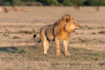 Naklejka na ściany i meble Male Lion roaring loud at sunrise in Maasai Mara