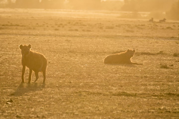 Silhouette of Hyena resting at sunrise in Maasai Mara