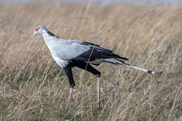 Secretary bird walking alone in Maasai Mara national reserve, Kenya