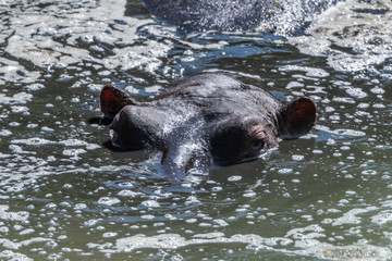 Hippos resting in muddy water under hot sun in Maasai Mara
