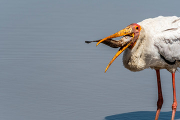 yellow billed stork catching fishing in a pond and swallowing the fish, Maasai Mara