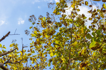 Green leaf teak forest sunny day