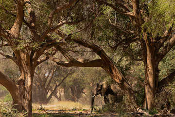 Naklejka na ściany i meble herd of elephants in Namibia