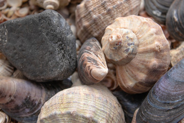 Seashells, sea shells - textures or backgrounds - various pebbles, stones and snags.