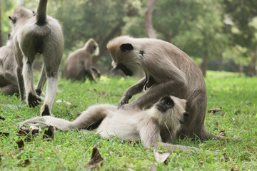 A monkey family is having a rest in the park