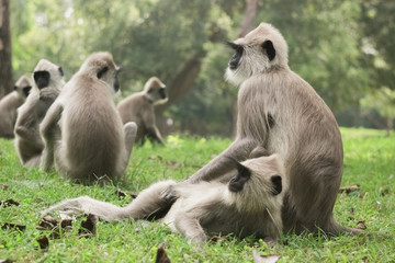 A monkey family is having a rest in the park