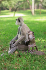 A monkey family is having a rest in the park