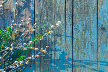 Pussy-willow and fir branches on old shabby wooden surface. Willow twigs in early spring. Flat lay, top view with copy space.