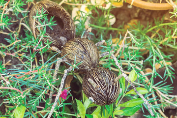 An artificial ant statue made from coconut, decorated on trees in the garden.