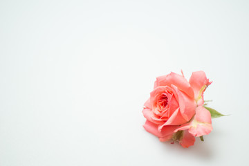 満開の赤いバラ