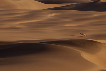 Fototapeta na wymiar a oryx in namib desert