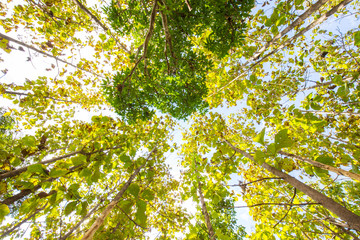 Green leaf teak forest sunny day