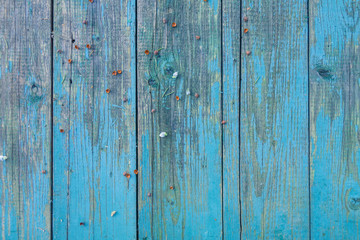Fototapeta na wymiar Blue old shabby wooden surface. Background of boards. Wood texture.