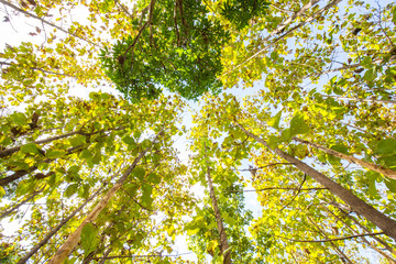 Fototapeta premium Teak green forest plantation
