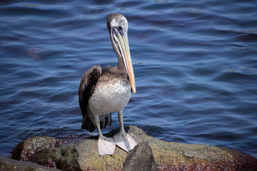 Pelican on the beach