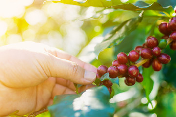 Close-up hand of farmers are choosing red coffee beans that are harvested from coffee trees at Doi Chang, Chiang Mai Province, Thailand.