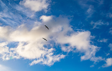 Flying Pelican Pair