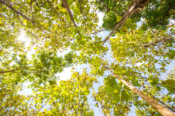 Green leaf teak forest sunny day