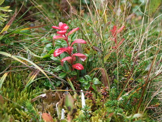 осенние травы